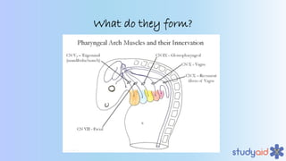 Embryology of Head and Neck A Dive Into Medicine | PDF