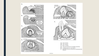 Embryology of head and neck | PPTX