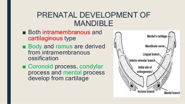 Head And Neck Embryology: Embryologic Development Of – HALDAW