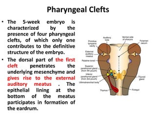 Cleft Bottom Embryology of head&neck es - copy | PPTX