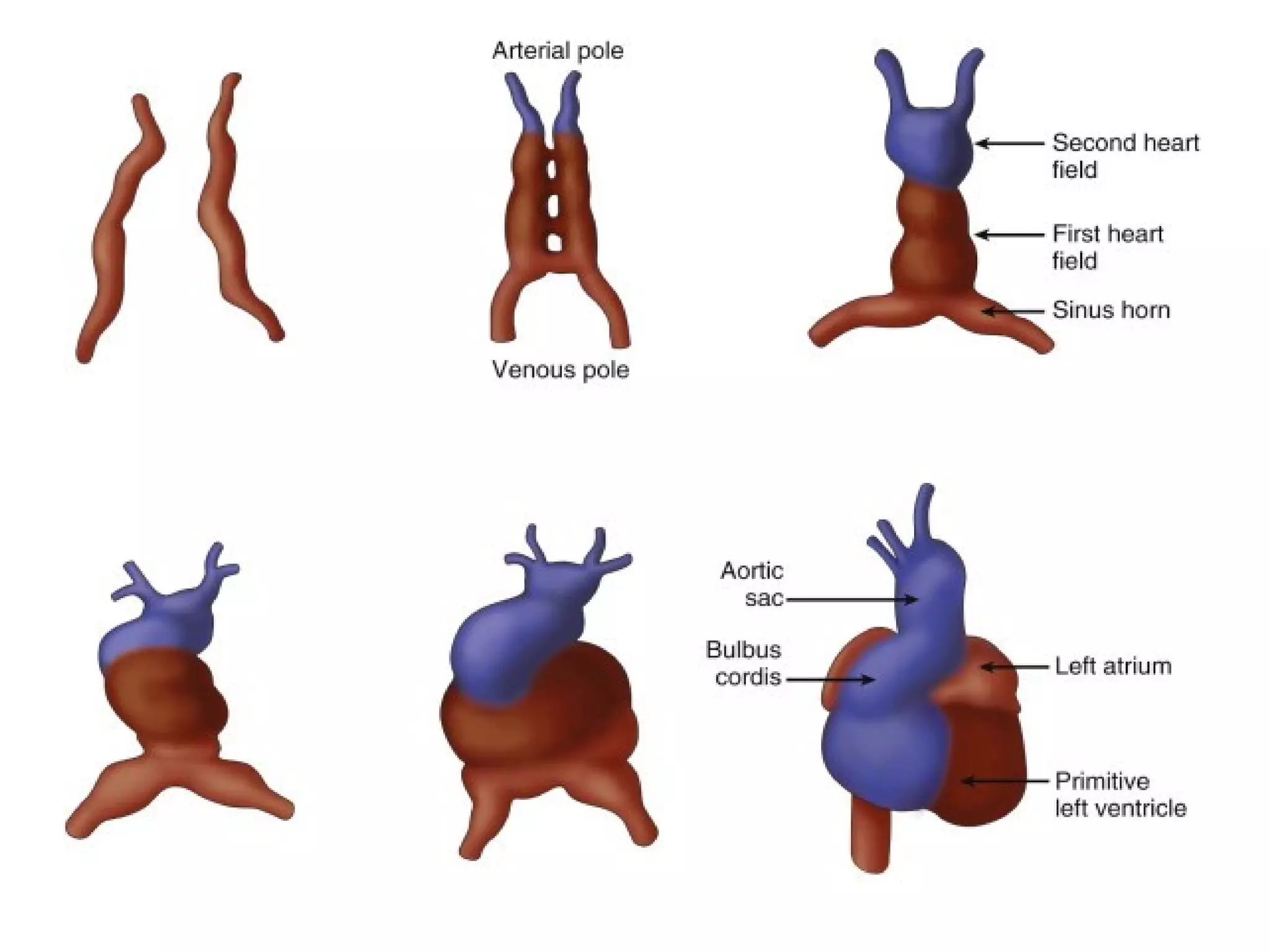 Embryology of heart | PPT