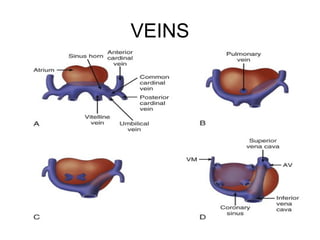 Embryology of heart | PPT