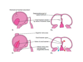 Embryology of heart | PPTX