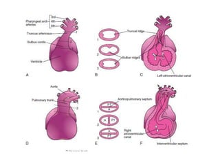 Embryology of heart | PPTX