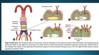 Comprehensive Embryology of Heart Development and Structure | PPTX