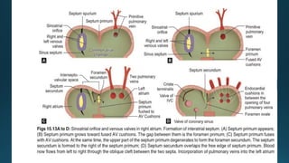 Comprehensive Embryology of Heart Development and Structure | PPTX