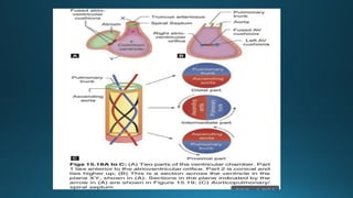 Comprehensive Embryology of Heart Development and Structure | PPTX