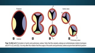 Comprehensive Embryology of Heart Development and Structure | PPTX