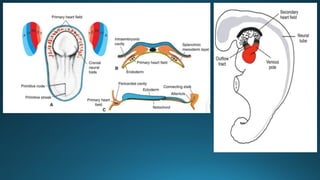 Comprehensive Embryology of Heart Development and Structure | PPTX