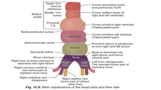 Comprehensive Embryology of Heart Development and Structure | PPTX