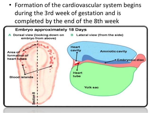 Embryology of heart and fetal circulation