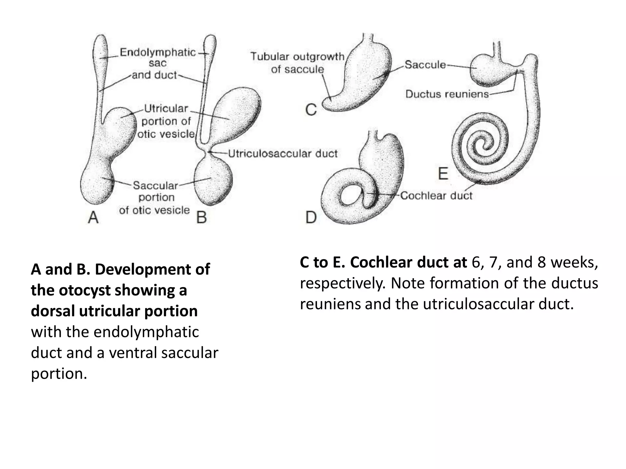 embryology of inner ear.pptx