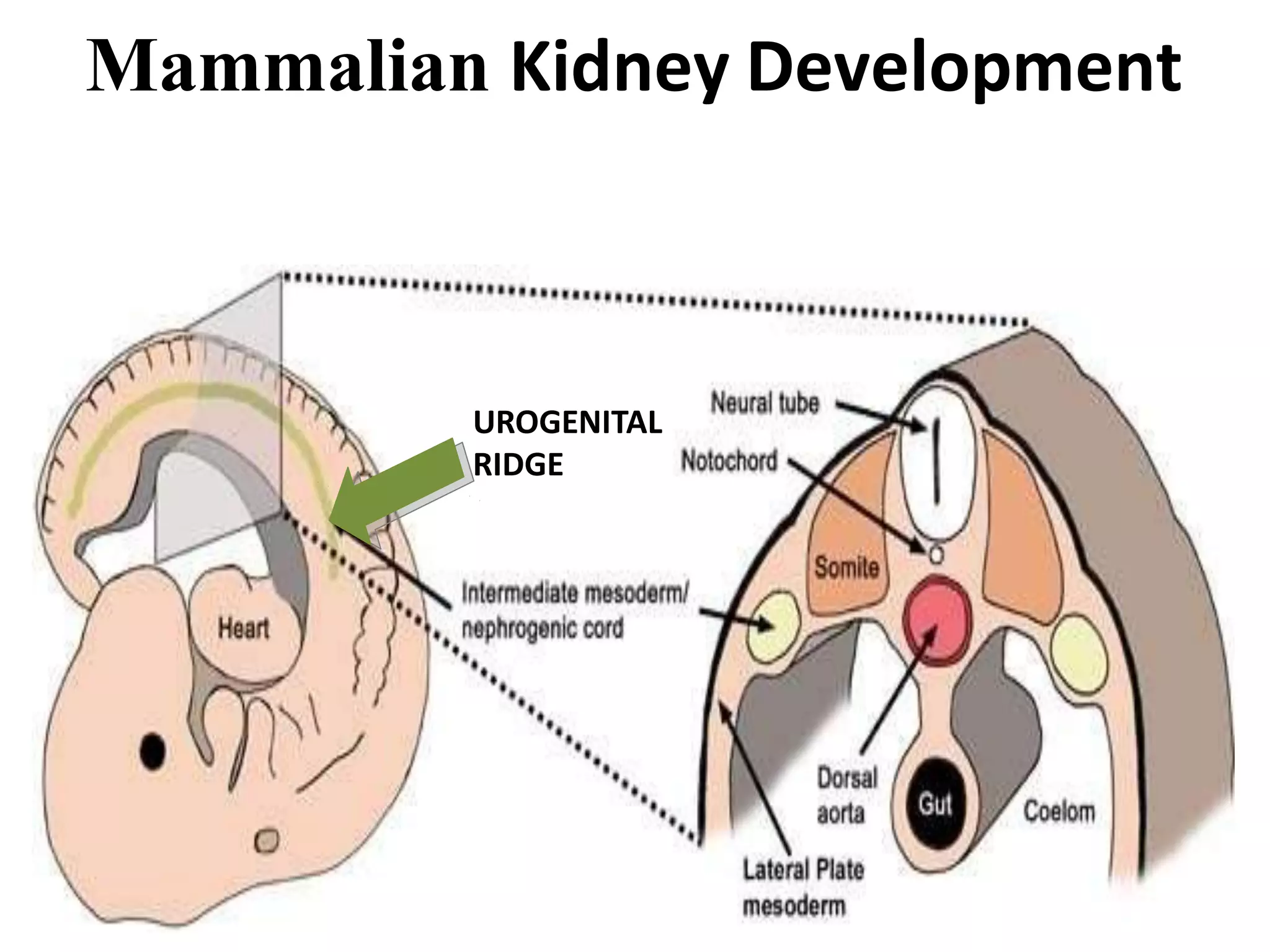 Rogenital Ridge Embryology of kidney | PPTX