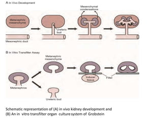 Embryology of kidney | PPTX
