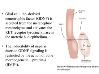 Embryology of kidney | PPTX