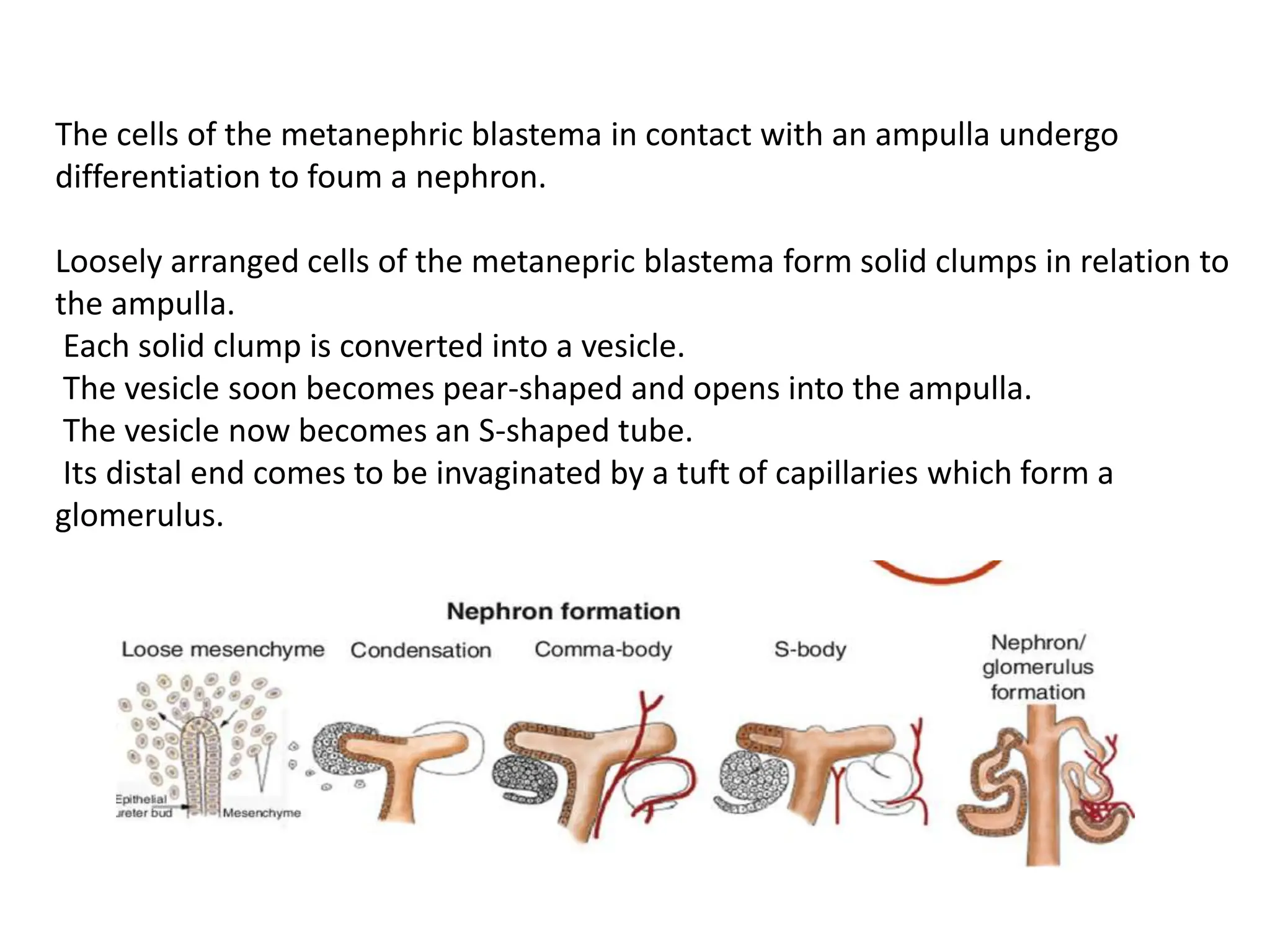 EMBRYOLOGY OF KUB AND ITS CINICAL SIGNIFICANY(1).pptx