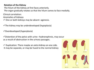Kidney Rotation EMBRYOLOGY OF KUB AND ITS CINICAL SIGNIFICANY(1).pptx