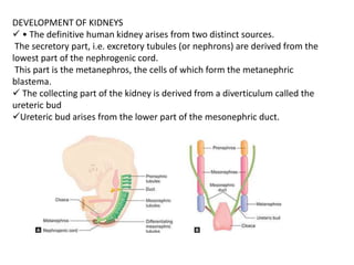 EMBRYOLOGY OF KUB AND ITS CINICAL SIGNIFICANY(1).pptx