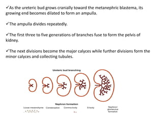 EMBRYOLOGY OF KUB AND ITS CINICAL SIGNIFICANY(1).pptx