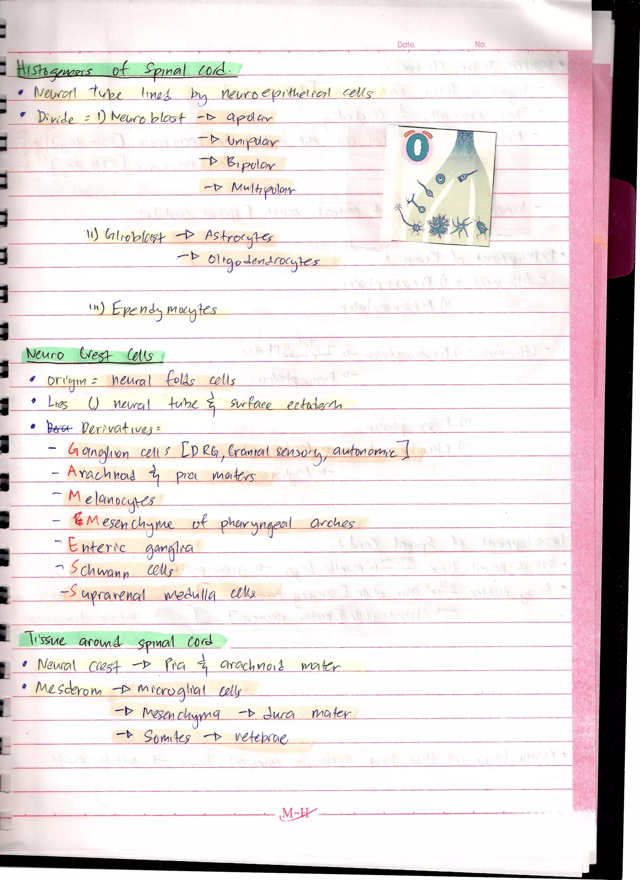 Embryology Of Neural Tube (Lecture)
