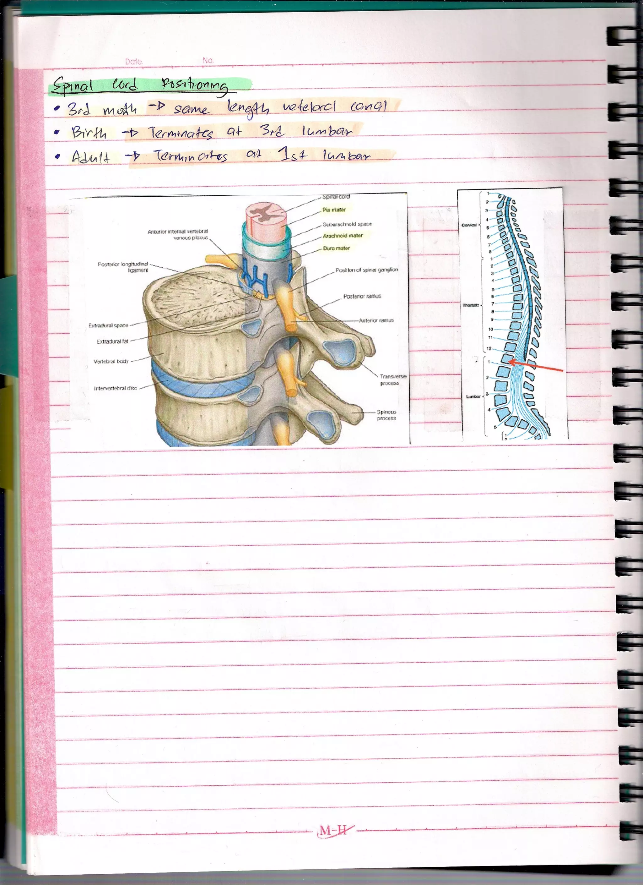 Embryology Of Neural Tube (Lecture)