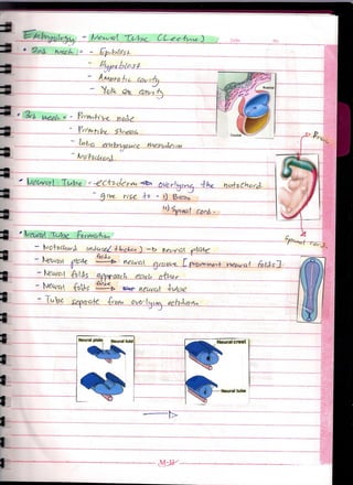 Embryology Of Neural Tube (Lecture)