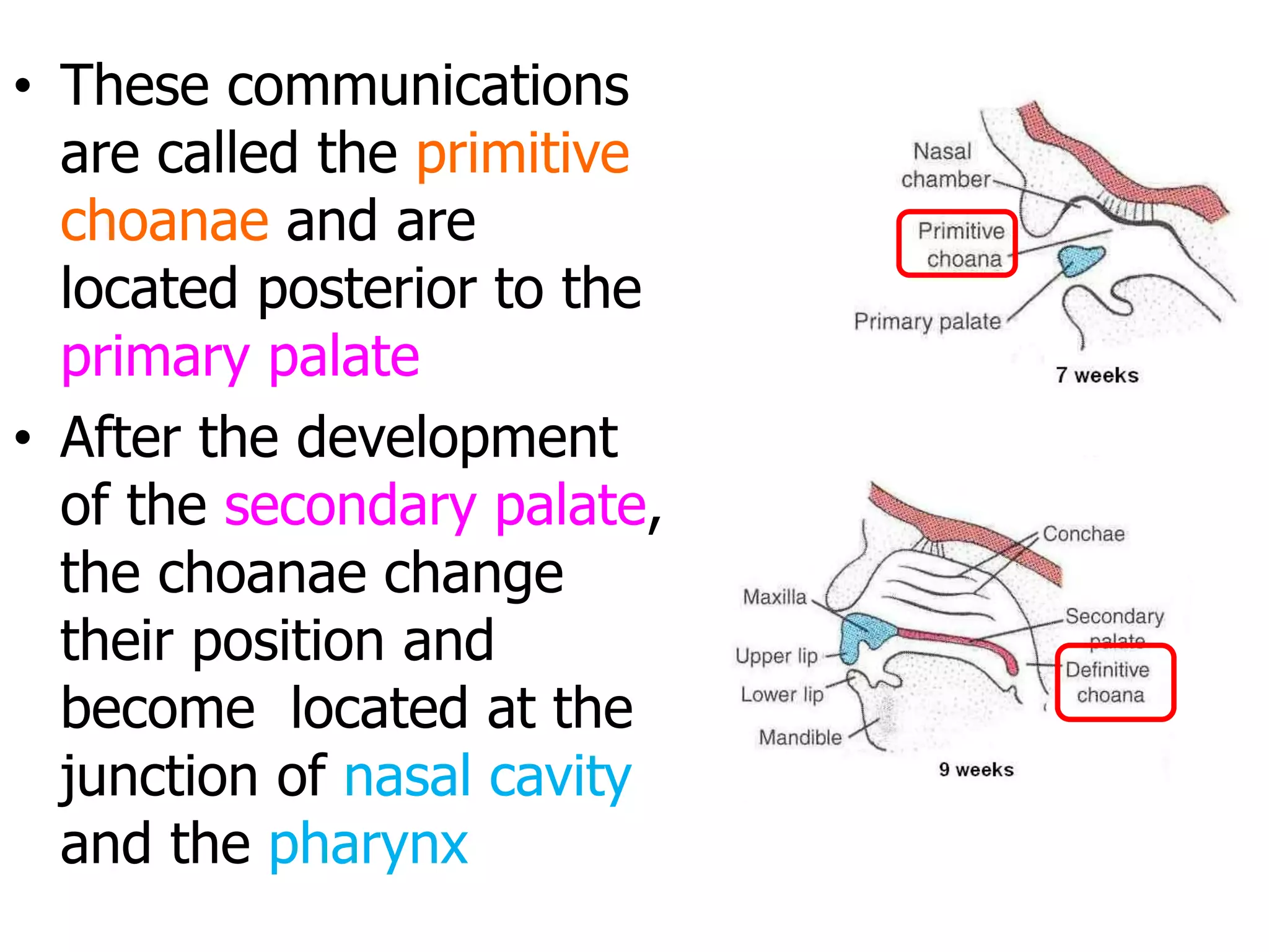 Embryology of nose 1440 copy | PPT