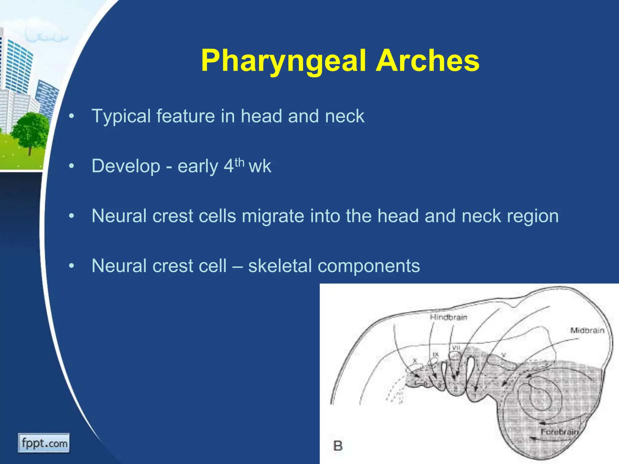 Embryology of Pharyngeal arches and it's clinical aspect.ppt