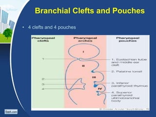 Embryology of Pharyngeal arches and it's clinical aspect.ppt