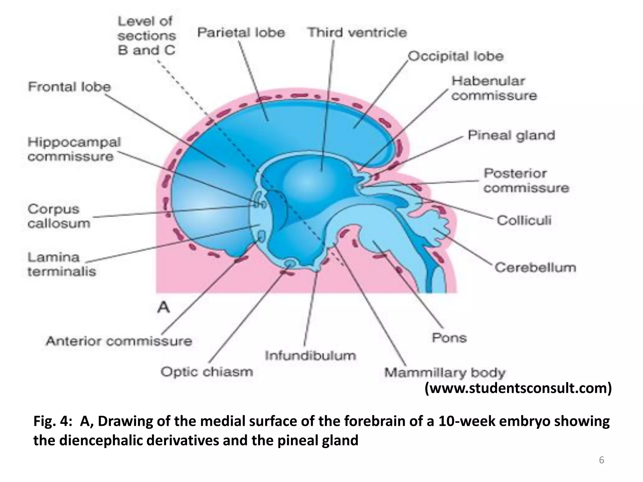 Embryology of pineal and adrenal gland by Zachariah Richard PDF