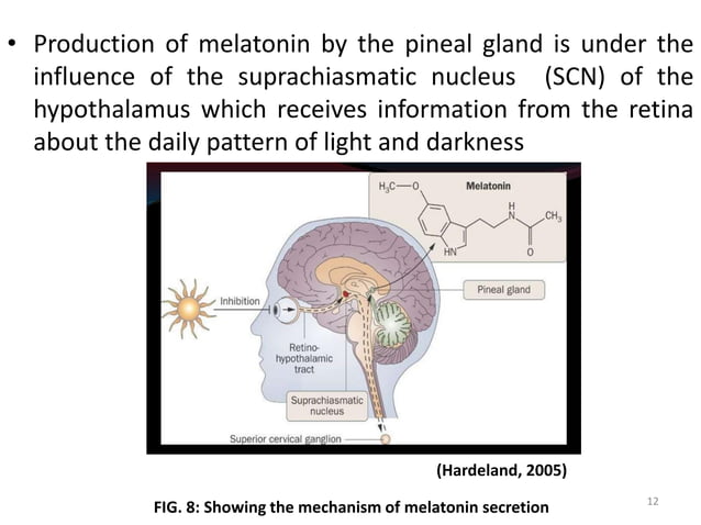 Embryology of pineal and adrenal gland by Zachariah Richard | PDF