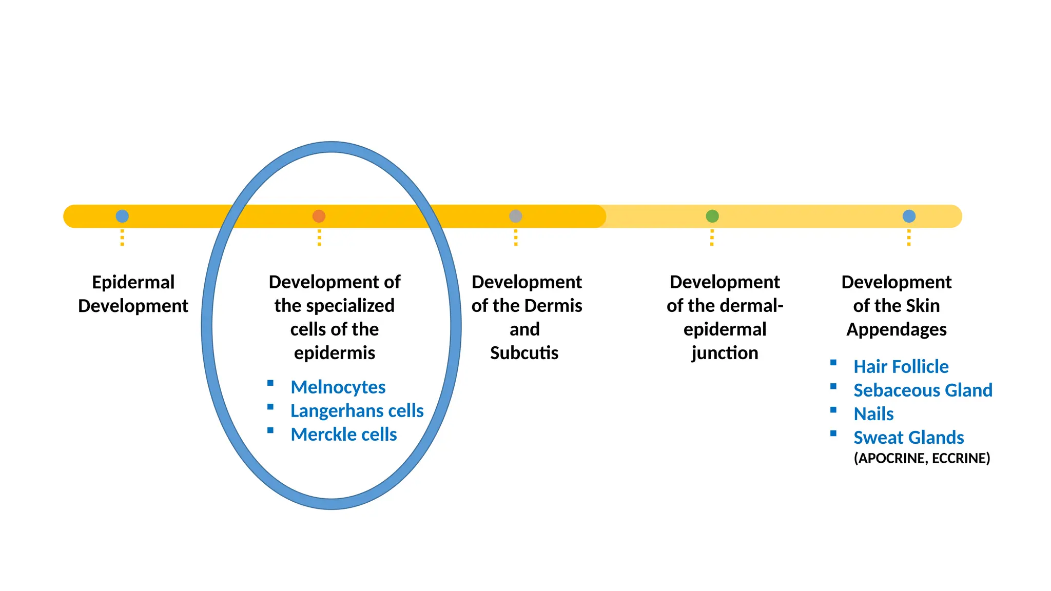 Epidermal
Development
Development of
the specialized
cells of the
epidermis
Development
of the Dermis
and
Subcutis
Development
of the dermal-
epidermal
junction
Development
of the Skin
Appendages
 Melnocytes
 Langerhans cells
 Merckle cells
 Hair Follicle
 Sebaceous Gland
 Nails
 Sweat Glands
(APOCRINE, ECCRINE)
 