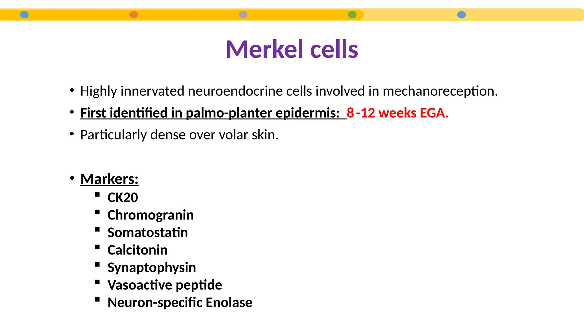 • Highly innervated neuroendocrine cells involved in mechanoreception.
• First identified in palmo-planter epidermis: 8-12 weeks EGA.
• Particularly dense over volar skin.
• Markers:
Merkel cells
 CK20
 Chromogranin
 Somatostatin
 Calcitonin
 Synaptophysin
 Vasoactive peptide
 Neuron-specific Enolase
 