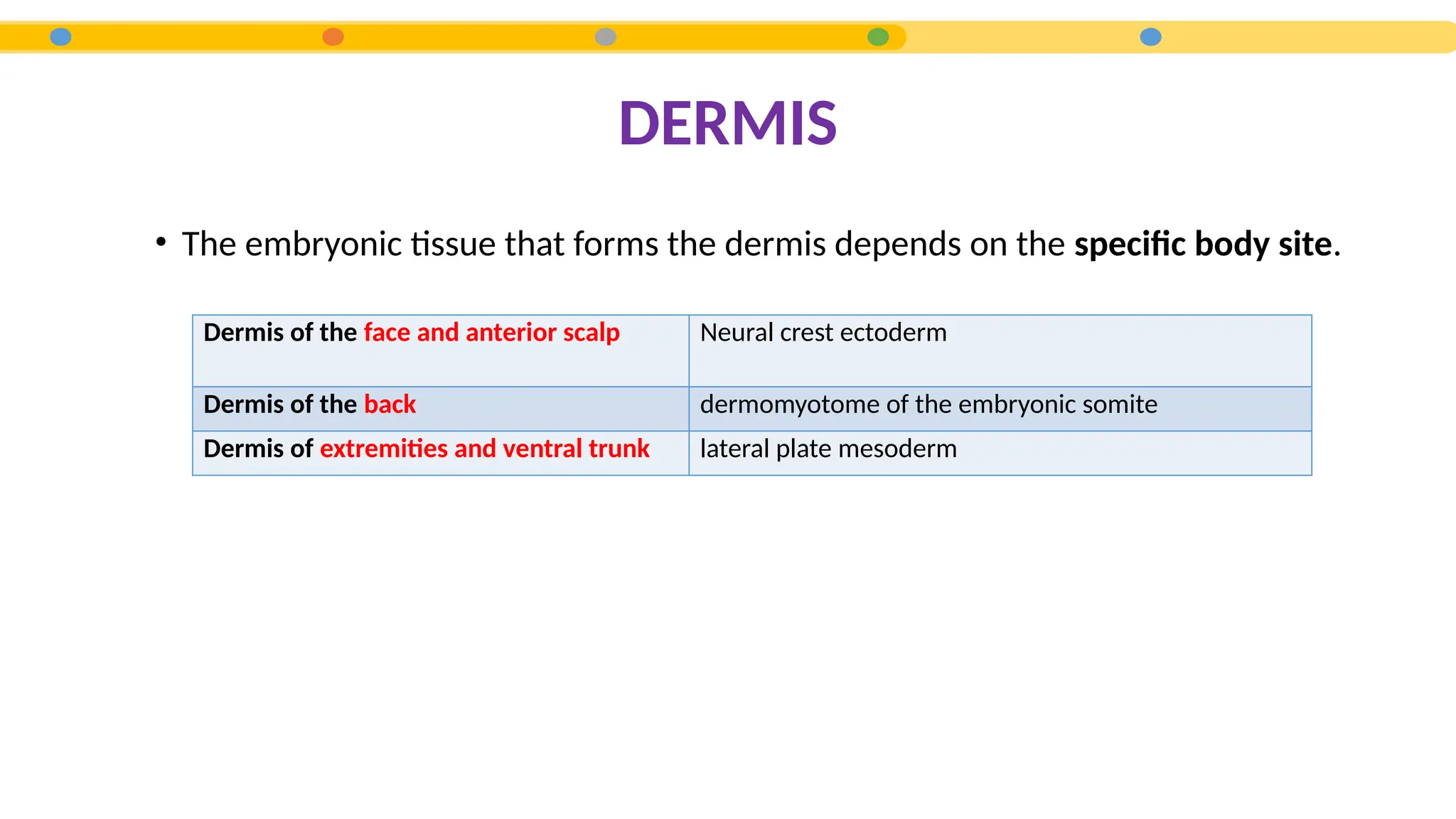 • The embryonic tissue that forms the dermis depends on the specific body site.
DERMIS
Dermis of the face and anterior scalp Neural crest ectoderm
Dermis of the back dermomyotome of the embryonic somite
Dermis of extremities and ventral trunk lateral plate mesoderm
 