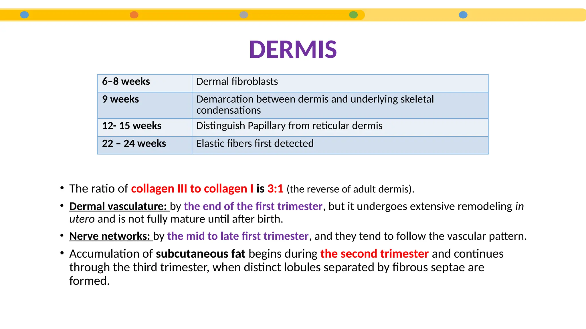 DERMIS
• The ratio of collagen III to collagen I is 3:1 (the reverse of adult dermis).
• Dermal vasculature: by the end of the first trimester, but it undergoes extensive remodeling in
utero and is not fully mature until after birth.
• Nerve networks: by the mid to late first trimester, and they tend to follow the vascular pattern.
• Accumulation of subcutaneous fat begins during the second trimester and continues
through the third trimester, when distinct lobules separated by fibrous septae are
formed.
6–8 weeks Dermal fibroblasts
9 weeks Demarcation between dermis and underlying skeletal
condensations
12- 15 weeks Distinguish Papillary from reticular dermis
22 – 24 weeks Elastic fibers first detected
 