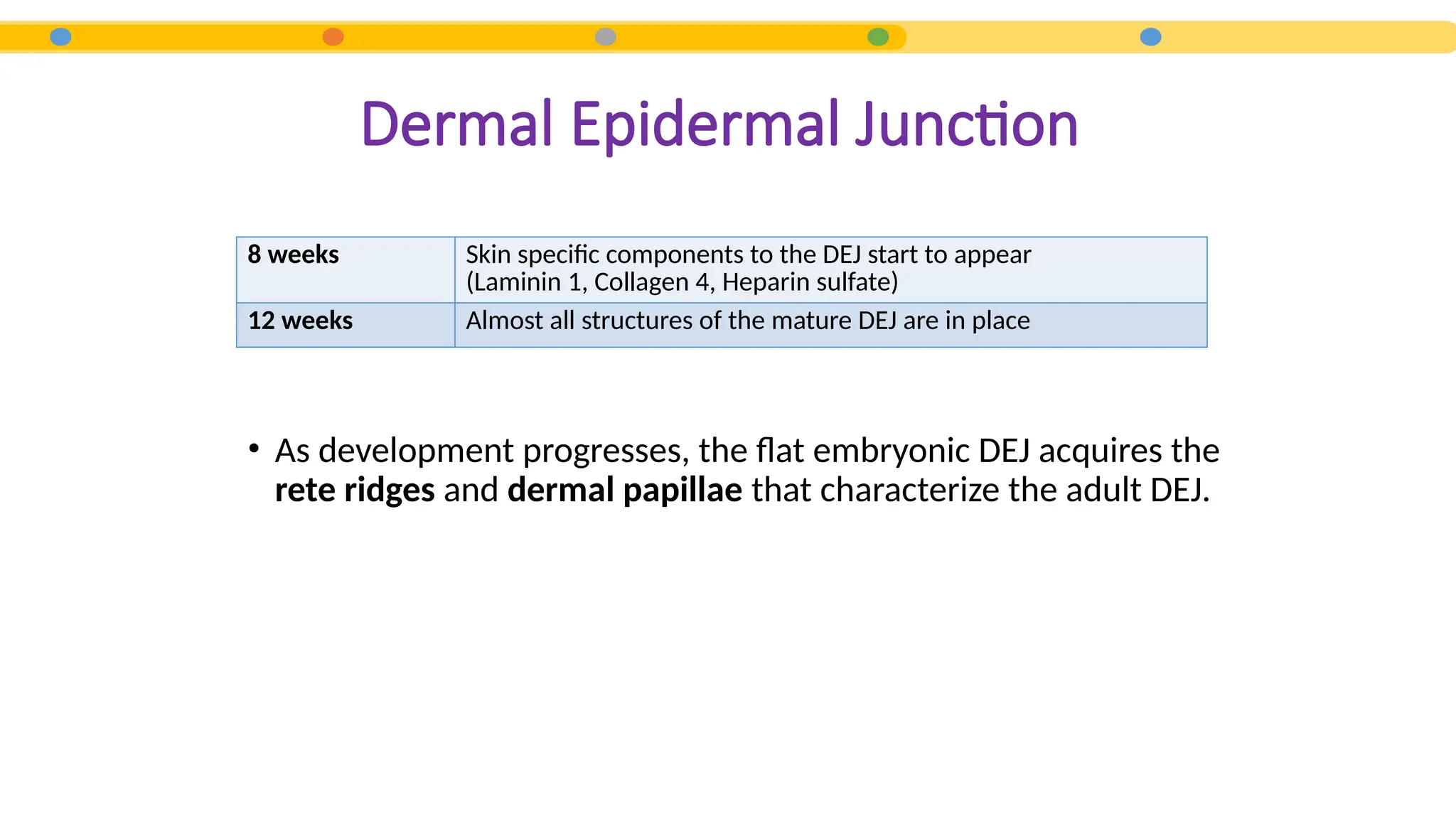 • As development progresses, the flat embryonic DEJ acquires the
rete ridges and dermal papillae that characterize the adult DEJ.
Dermal Epidermal Junction
8 weeks Skin specific components to the DEJ start to appear
(Laminin 1, Collagen 4, Heparin sulfate)
12 weeks Almost all structures of the mature DEJ are in place
 