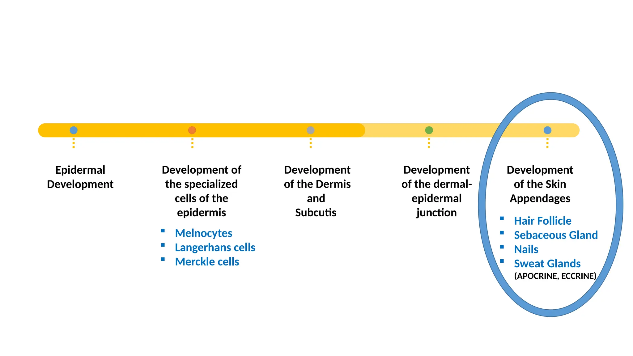 Epidermal
Development
Development of
the specialized
cells of the
epidermis
Development
of the Dermis
and
Subcutis
Development
of the dermal-
epidermal
junction
Development
of the Skin
Appendages
 Melnocytes
 Langerhans cells
 Merckle cells
 Hair Follicle
 Sebaceous Gland
 Nails
 Sweat Glands
(APOCRINE, ECCRINE)
 