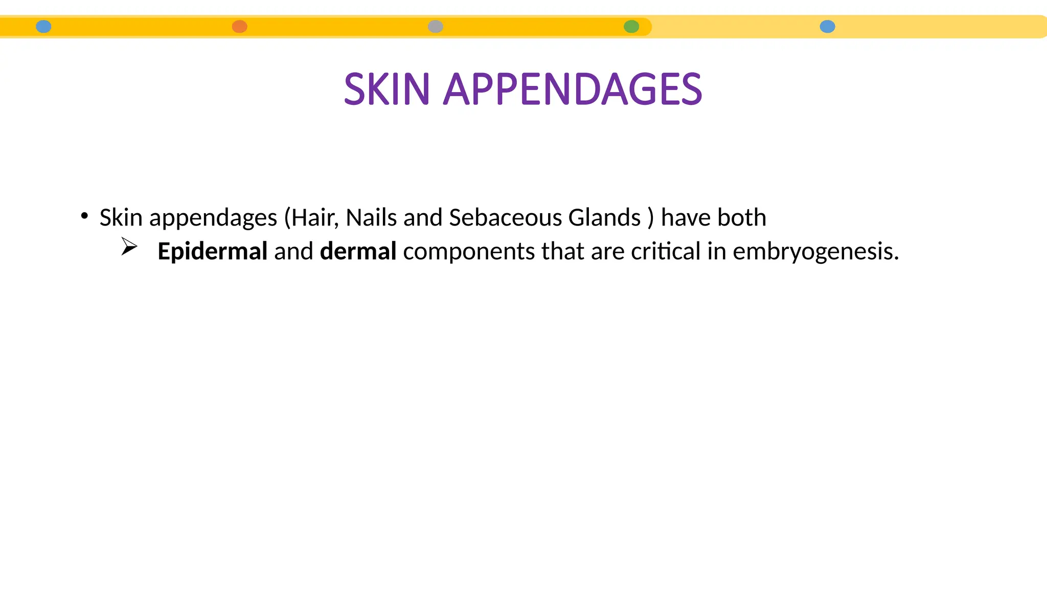 • Skin appendages (Hair, Nails and Sebaceous Glands ) have both
 Epidermal and dermal components that are critical in embryogenesis.
SKIN APPENDAGES
 
