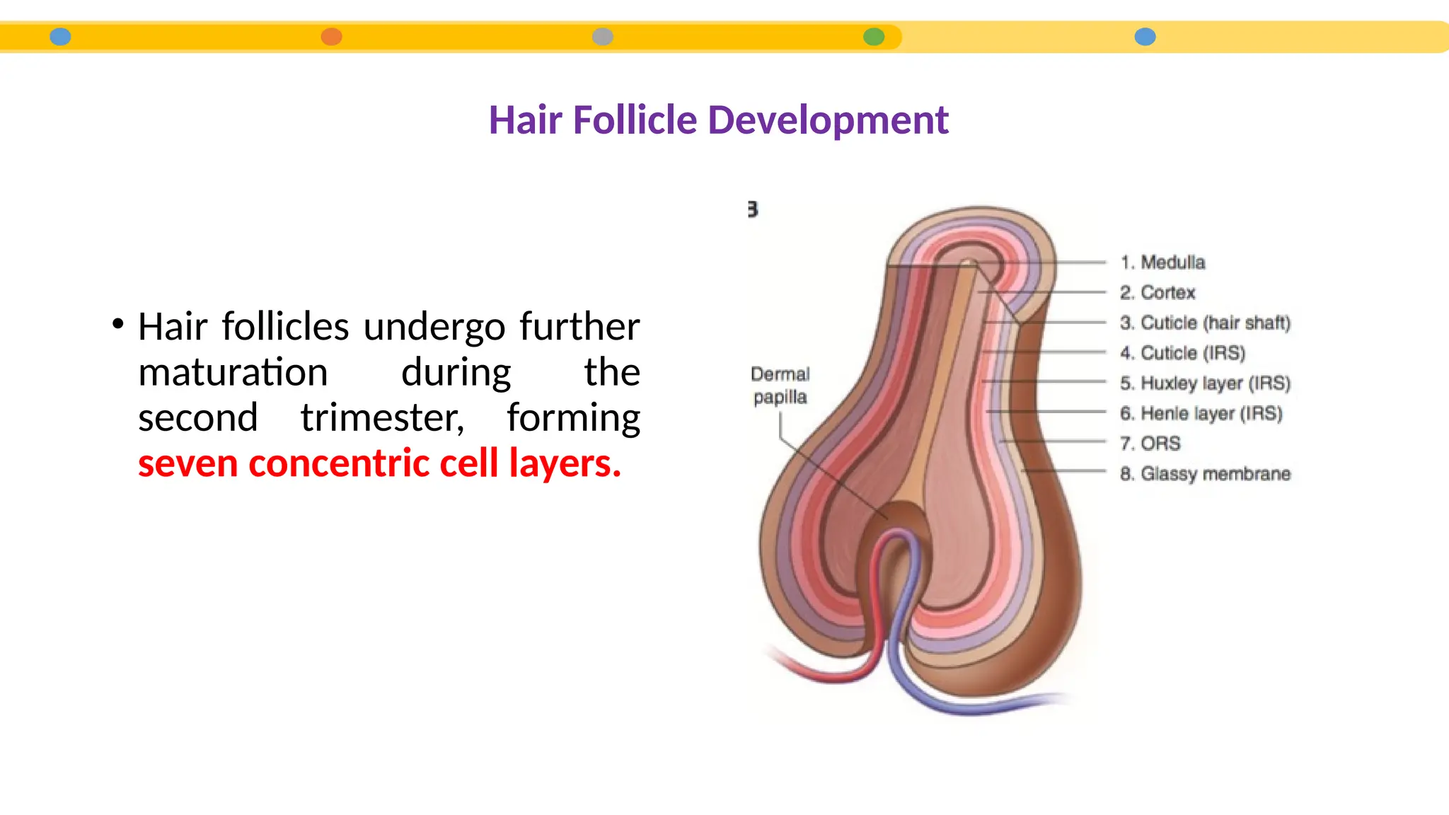 Hair Follicle Development
• Hair follicles undergo further
maturation during the
second trimester, forming
seven concentric cell layers.
 