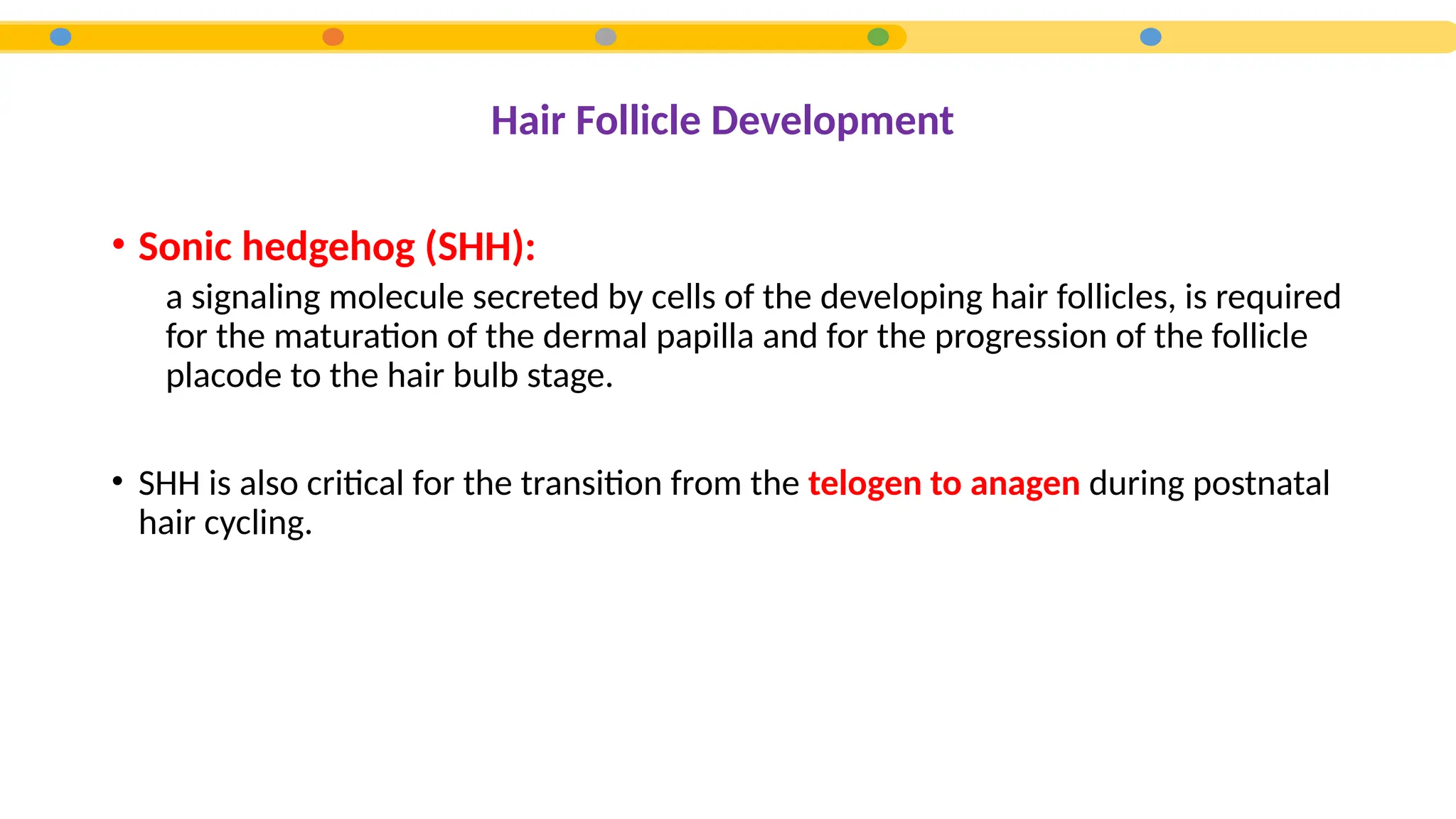 • Sonic hedgehog (SHH):
a signaling molecule secreted by cells of the developing hair follicles, is required
for the maturation of the dermal papilla and for the progression of the follicle
placode to the hair bulb stage.
• SHH is also critical for the transition from the telogen to anagen during postnatal
hair cycling.
Hair Follicle Development
 