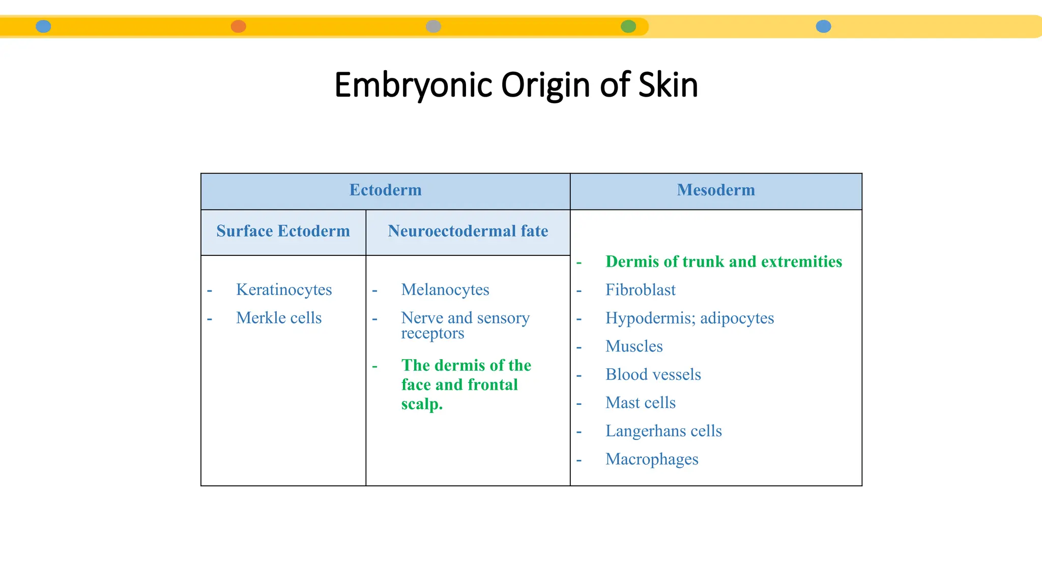 Embryonic Origin of Skin
Ectoderm Mesoderm
Surface Ectoderm Neuroectodermal fate
- Dermis of trunk and extremities
- Fibroblast
- Hypodermis; adipocytes
- Muscles
- Blood vessels
- Mast cells
- Langerhans cells
- Macrophages
- Keratinocytes
- Merkle cells
- Melanocytes
- Nerve and sensory
receptors
- The dermis of the
face and frontal
scalp.
 