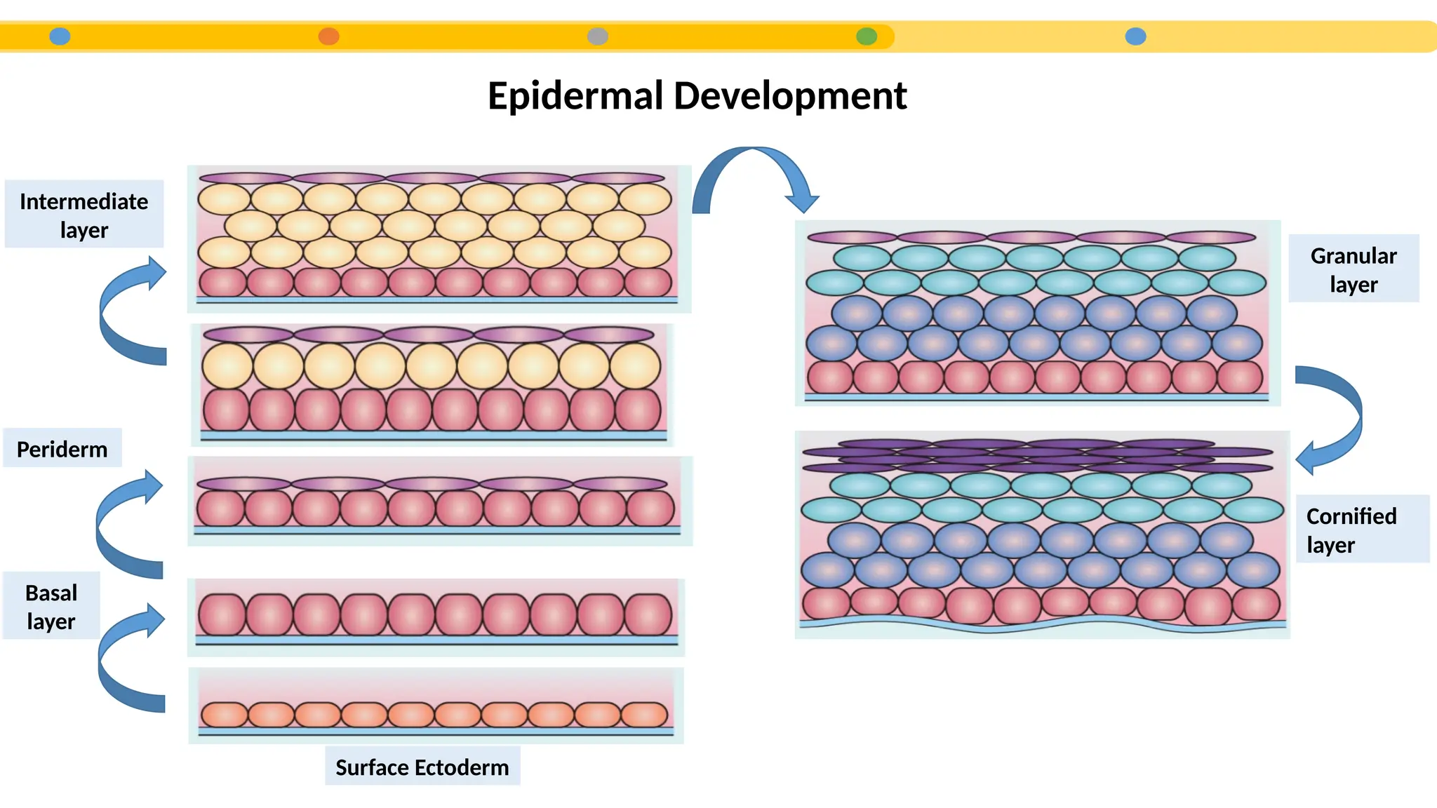 Epidermal Development
Surface Ectoderm
Basal
layer
Periderm
Intermediate
layer
Granular
layer
Cornified
layer
 