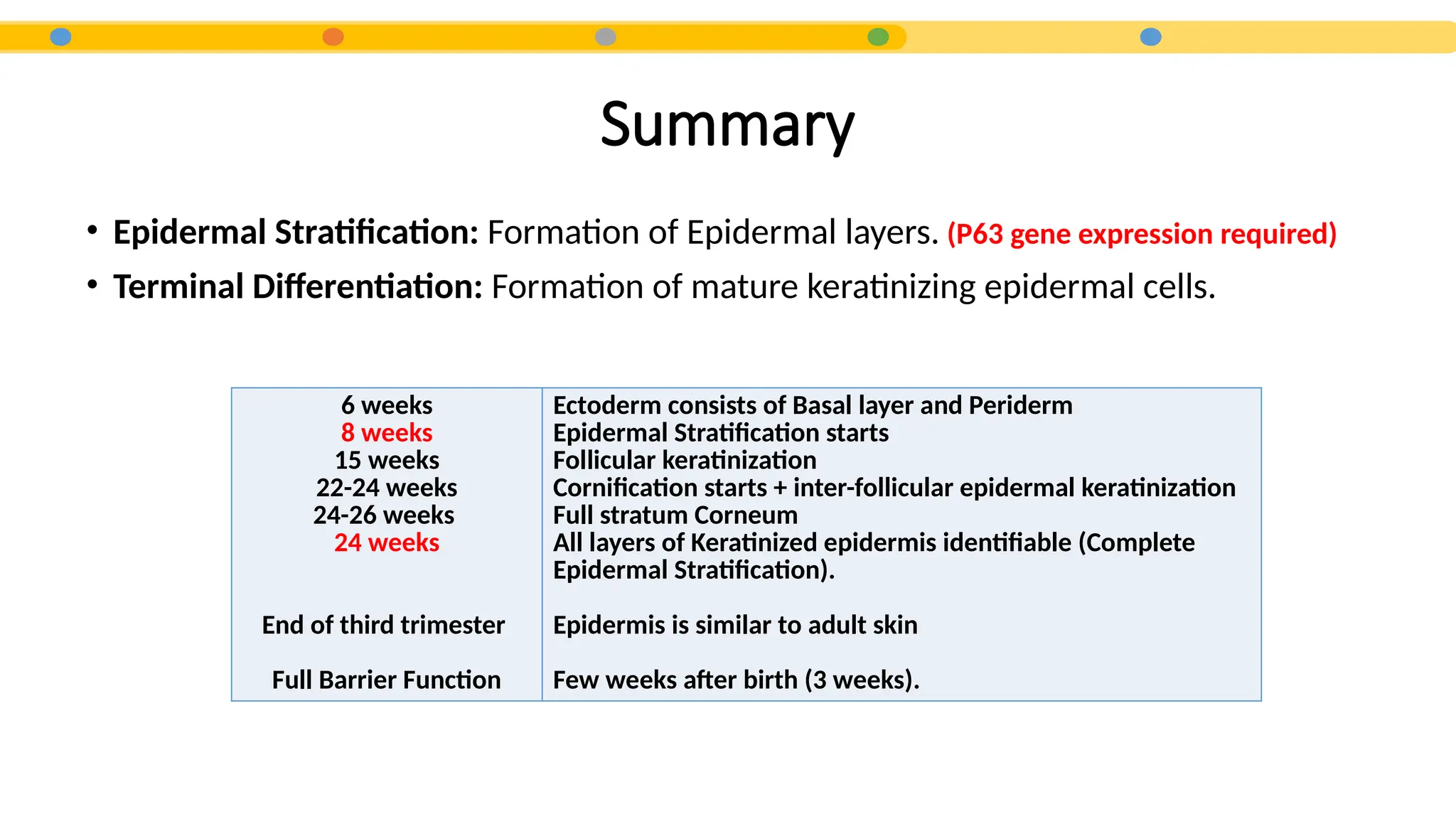 Summary
• Epidermal Stratification: Formation of Epidermal layers. (P63 gene expression required)
• Terminal Differentiation: Formation of mature keratinizing epidermal cells.
6 weeks
8 weeks
15 weeks
22-24 weeks
24-26 weeks
24 weeks
End of third trimester
Full Barrier Function
Ectoderm consists of Basal layer and Periderm
Epidermal Stratification starts
Follicular keratinization
Cornification starts + inter-follicular epidermal keratinization
Full stratum Corneum
All layers of Keratinized epidermis identifiable (Complete
Epidermal Stratification).
Epidermis is similar to adult skin
Few weeks after birth (3 weeks).
 