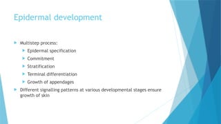 Comprehensive Embryology of Human Skin Development and Structure | PPTX