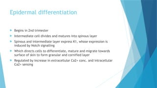 Comprehensive Embryology of Human Skin Development and Structure | PPTX