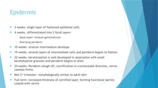 Comprehensive Embryology of Human Skin Development and Structure | PPTX