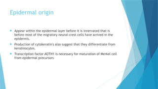 Comprehensive Embryology of Human Skin Development and Structure | PPTX