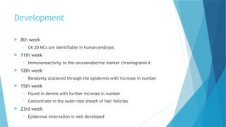 Comprehensive Embryology of Human Skin Development and Structure | PPTX