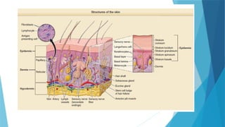 Comprehensive Embryology of Human Skin Development and Structure | PPTX