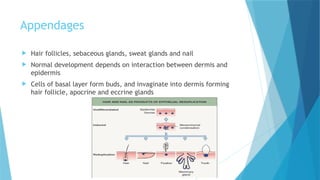 Comprehensive Embryology of Human Skin Development and Structure | PPTX